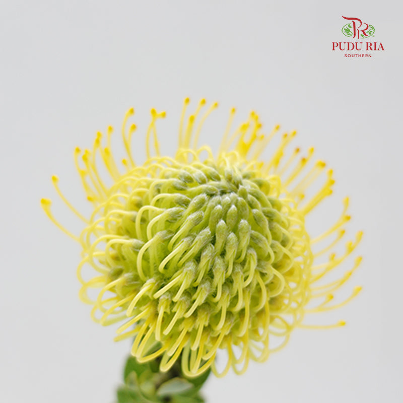 Leucospermum Yellow - (5 Stems)