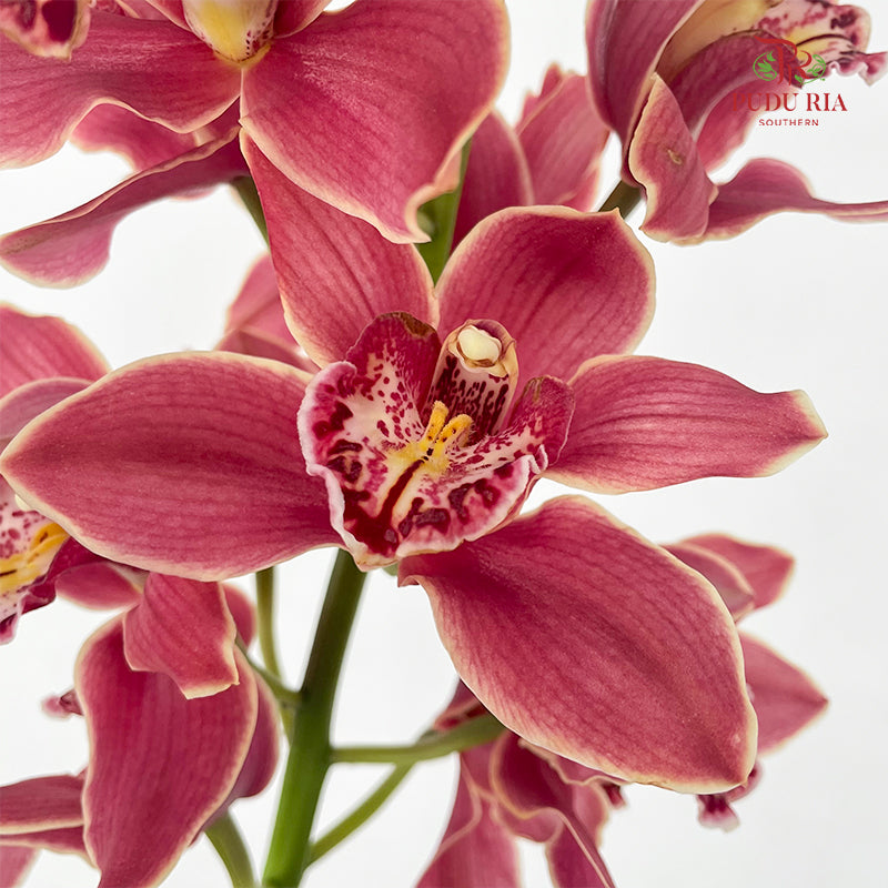 Cymbidium Orchids AAA Brown - (Per Stem)