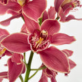 Cymbidium Orchids AAA Brown - (Per Stem)