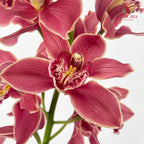 Cymbidium Orchids AAA Brown - (Per Stem)