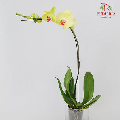 Phalaenopsis Orchid Yellow Without Pot / Per Stem (L) - Pudu Ria Florist Southern