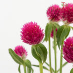 Gomphrena Strawberry Carmine - (Per Bundle)