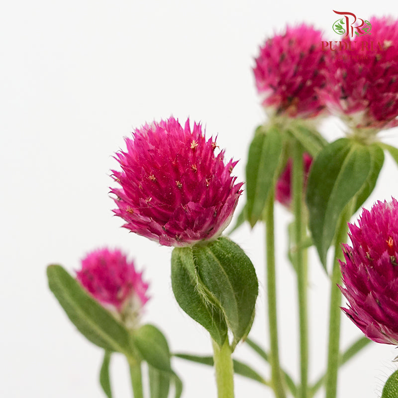 Gomphrena Strawberry Carmine - (Per Bundle)