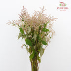 Nine Star leaves - Pudu Ria Florist Southern