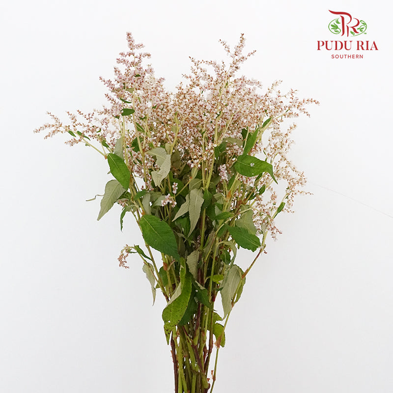 Nine Star leaves - Pudu Ria Florist Southern