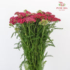 Achillea / Yarrow Red - Pudu Ria Florist Southern
