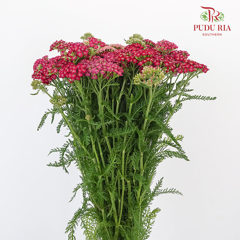 Achillea / Yarrow Red - Pudu Ria Florist Southern