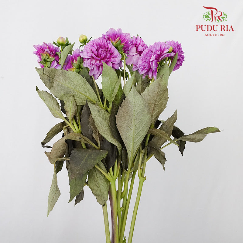 Dahlia Purple - (Per Bunch) - Pudu Ria Florist Southern