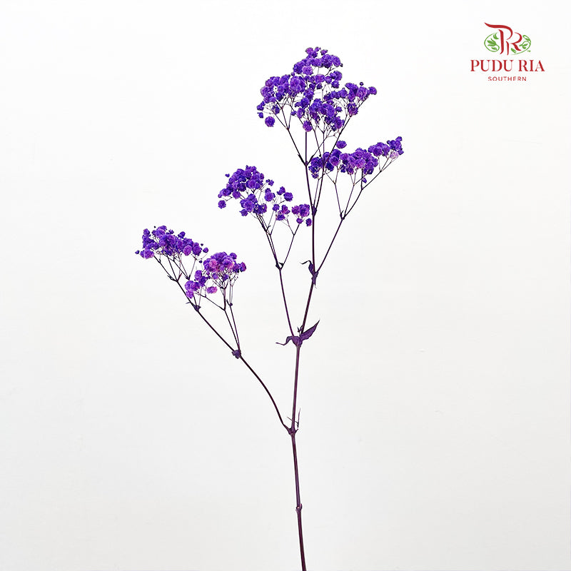 Preservative Baby Breath - Dark Purple
