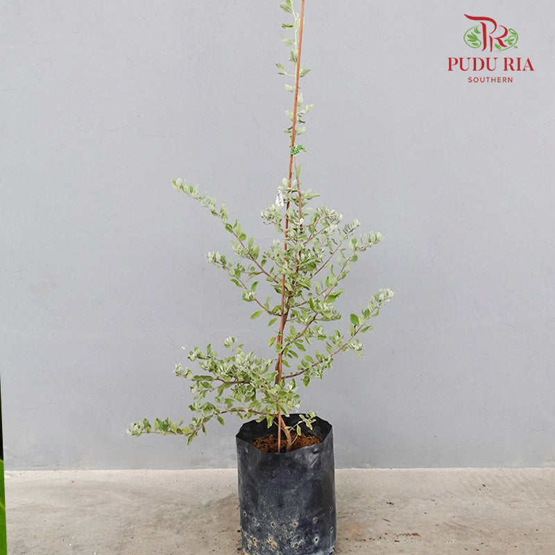 Leucophyllum
