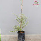 Leucophyllum