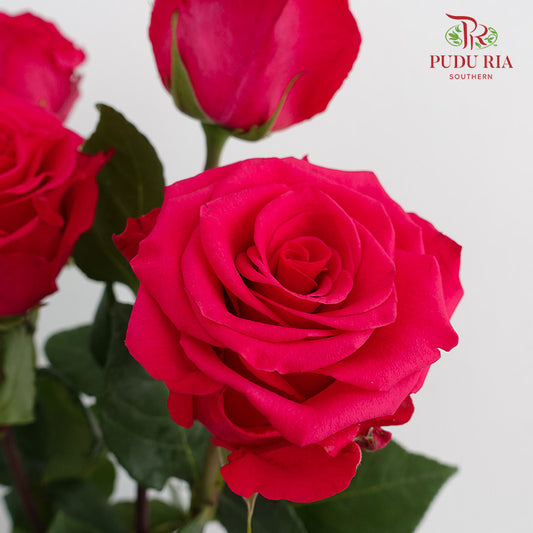 Rose Pink - (15 Stems)