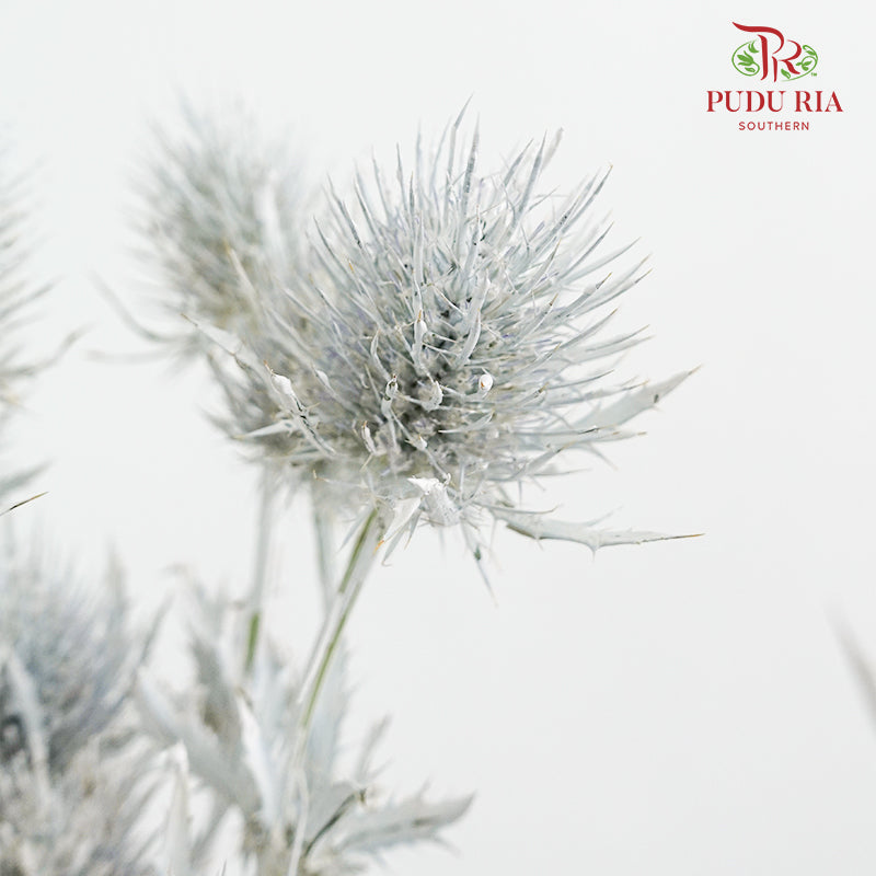 Eryngium Dyed Silver - (5 Stems)