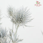 Eryngium Dyed Silver - (5 Stems)