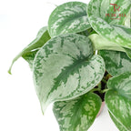 Scindapsus Pictus - Pudu Ria Florist Southern