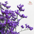 Caspia Purple 卡斯比亞 - (Per Bundle)
