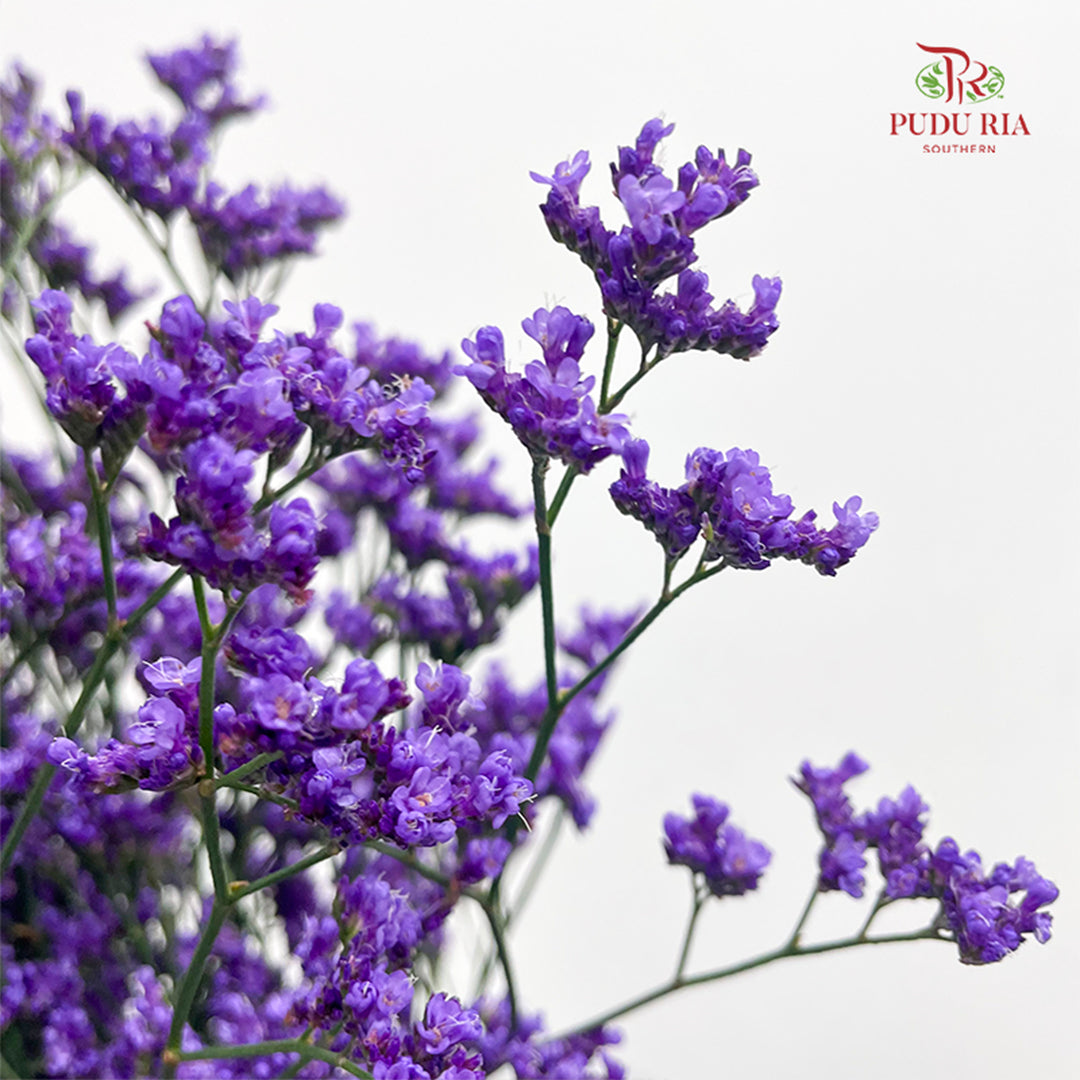 Caspia Purple 卡斯比亞 - (Per Bundle)