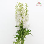 Delphinium Short White飞燕草 - (5 Stems)