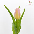 Tulip Yellow 郁金香 - (8-10 Stems)