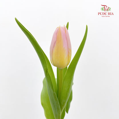 Tulip Yellow Tone Pink - (8-10 Stems)
