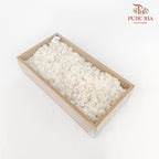 Preservative Reindeer Moss - White