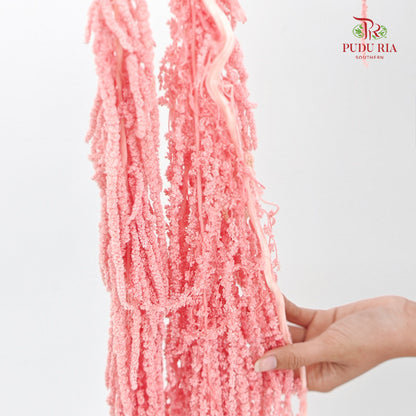 Preservative Amaranthus Pink