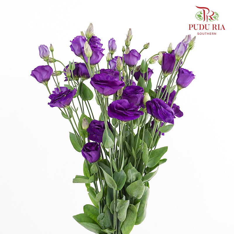 Eustoma Purple - (12-15 Stems)