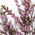 Snow Plum Pink - Pudu Ria Florist Southern