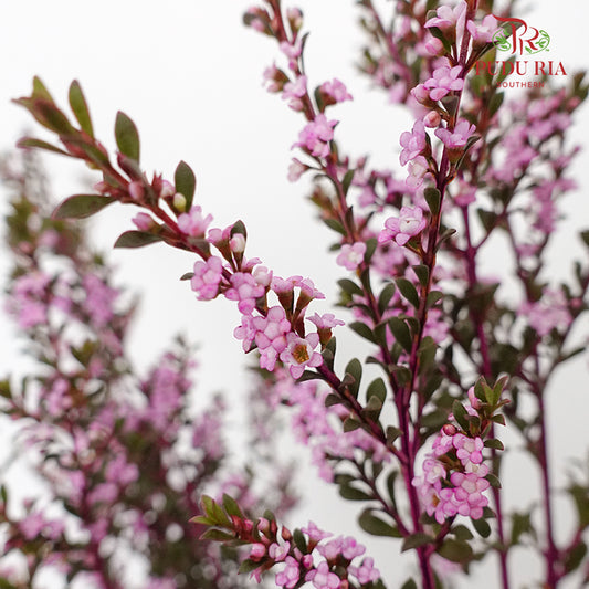 Snow Plum Pink - Pudu Ria Florist Southern