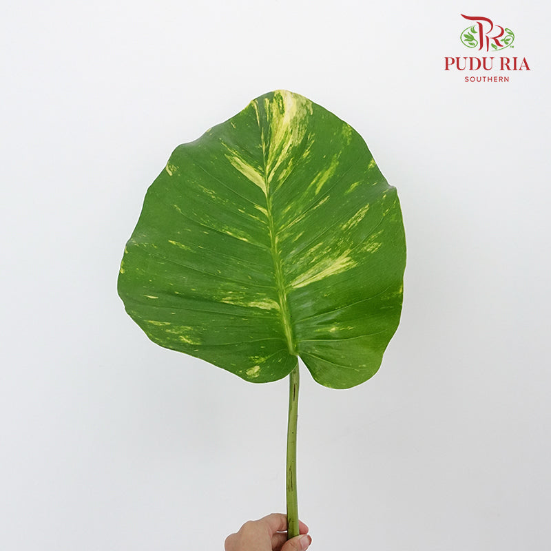 Money plant leave (M) - Pudu Ria Florist Southern