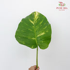 Money plant leave (M) - Pudu Ria Florist Southern