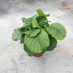 Calathea Orbifolia - Pudu Ria Florist Southern