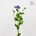 Ageratum purple - (Per Bundle)