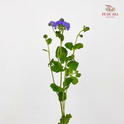 Ageratum purple - (Per Bundle)