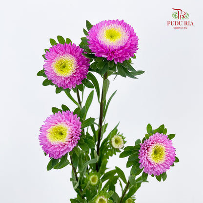 Aster 翠菊 Dark Pink - (Per Bundle)