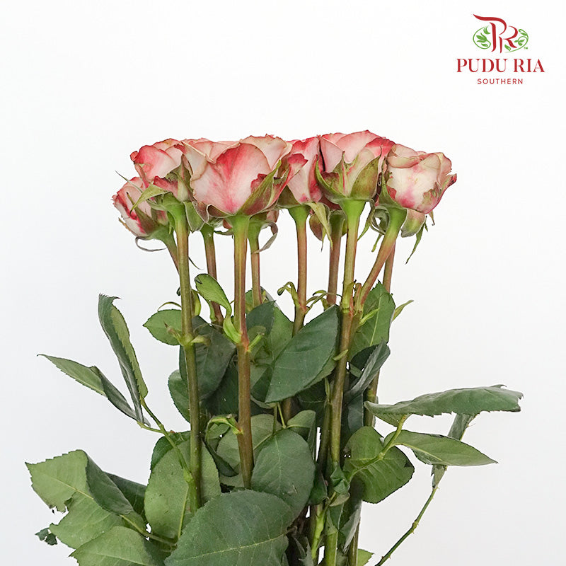Rose Cappuccino  (8-10 Stems) - Pudu Ria Florist Southern