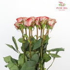 Rose Cappuccino  (8-10 Stems) - Pudu Ria Florist Southern