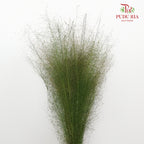 Preservative Asparagus Virgatus Green - Pudu Ria Florist Southern