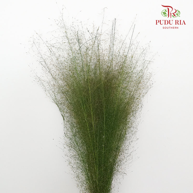 Preservative Asparagus Virgatus Green - Pudu Ria Florist Southern