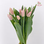 Tulip Pink 郁金香 - (8-10 Stems)