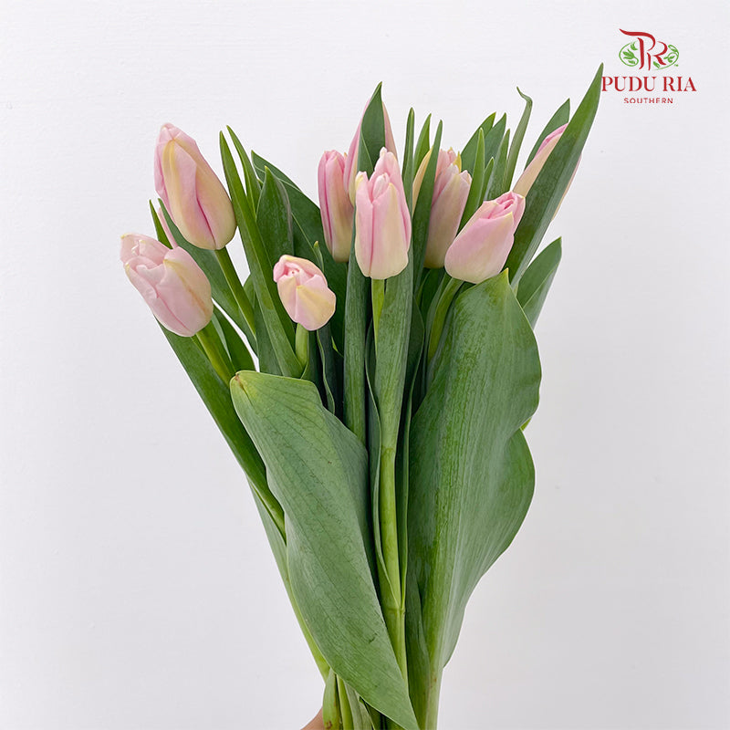 Tulip Pink 郁金香 - (8-10 Stems)