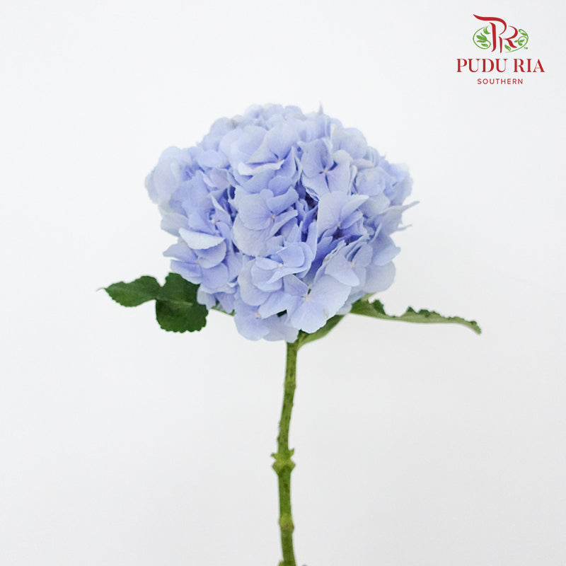Hydrangea Light Blue / Per Stem - Pudu Ria Florist Southern