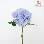 Hydrangea Light Blue / Per Stem - Pudu Ria Florist Southern
