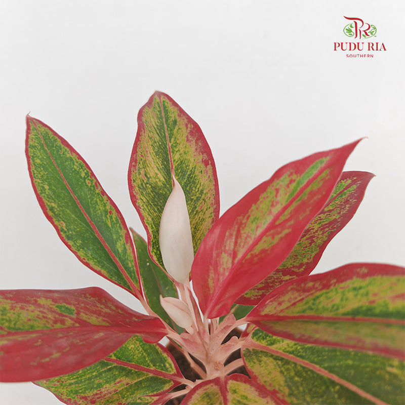 Aglaonema Siam Aurora