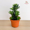 Podocarpus Chrysanthemum