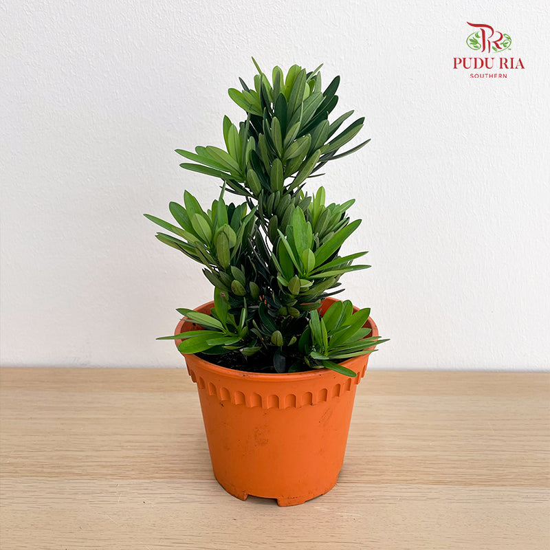 Podocarpus Chrysanthemum