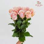 Rose Mother Of Pearl Peach - (8-10 Stems)