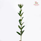 Gentiana White - (5 Stems)
