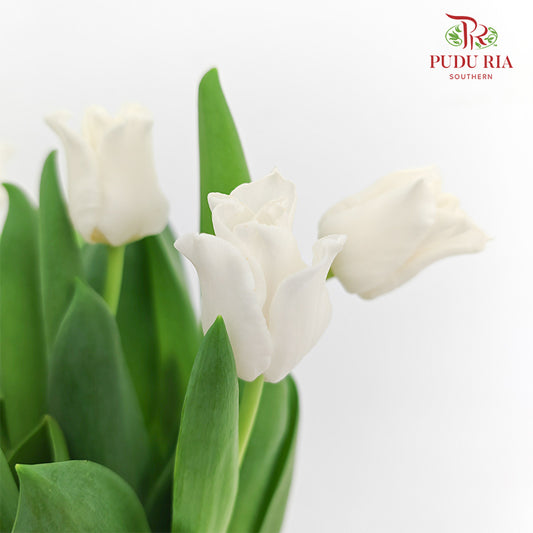 Tulip White Liberstar (8-10 Stems)