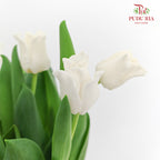 Tulip Liberstar White 皇冠郁金香 - (8-10 Stems)